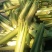 茭白，精品茭白大量上市，保质保量，对接全国采购商