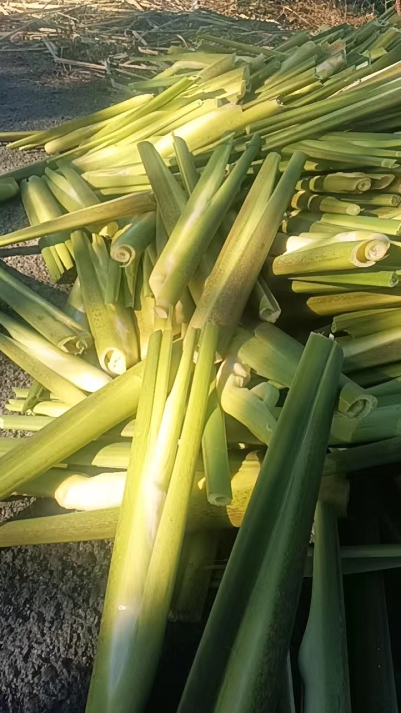 茭白，精品茭白大量上市，保质保量，对接全国采购商