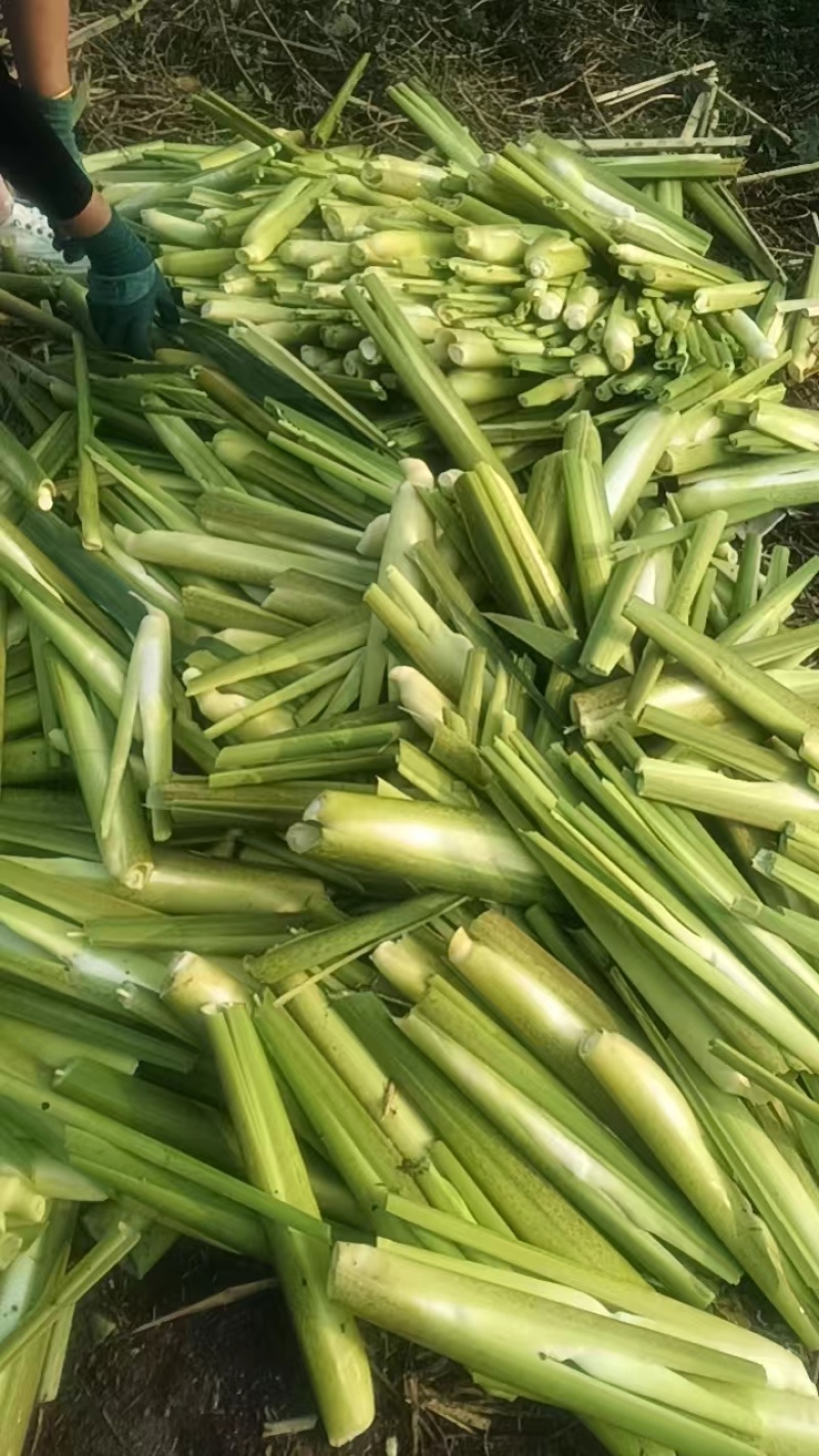 茭白，精品茭白大量上市，保质保量，对接全国采购商
