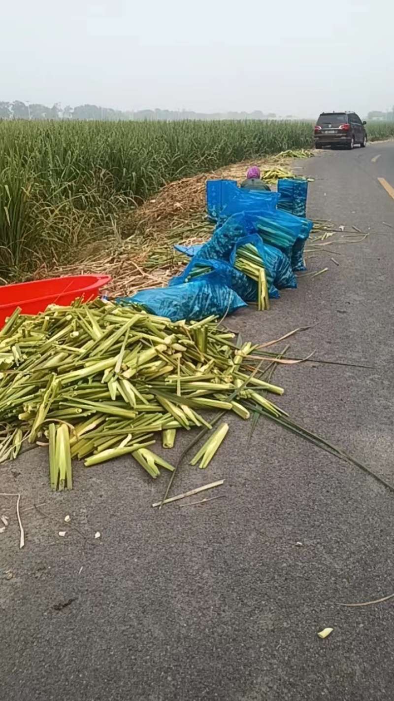 茭白，精品茭白大量上市，保质保量，对接全国采购商
