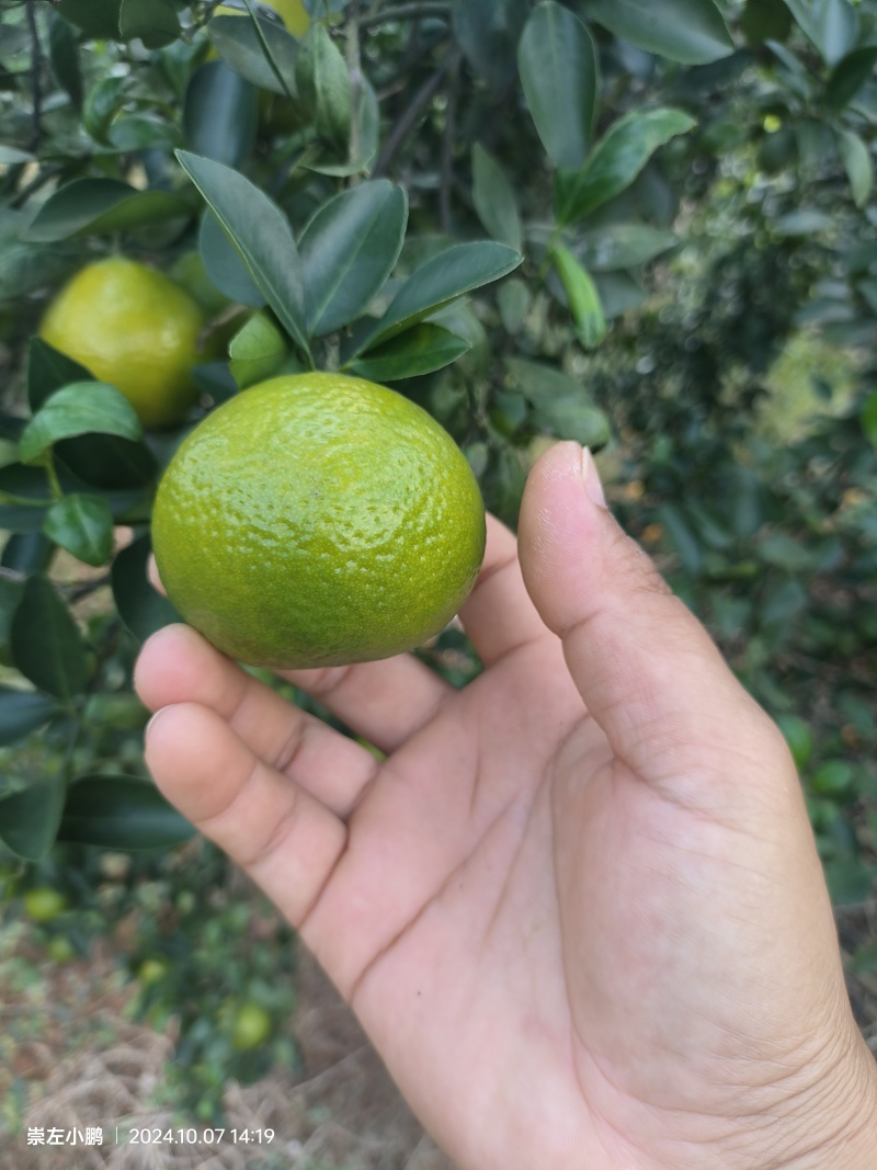 广西皇帝柑，规格50起电商平台**口感好