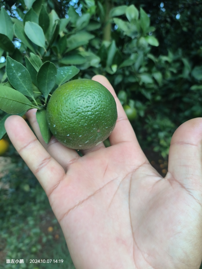 广西皇帝柑，规格50起电商平台**口感好