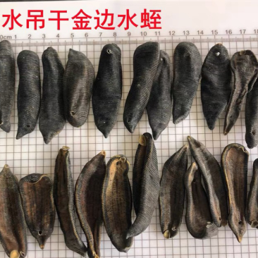 水蛭正品清水水蛭宽体金线干货水蛭清水吊杆无矾无盐