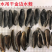 水蛭正品清水水蛭宽体金线干货水蛭清水吊杆无矾无盐
