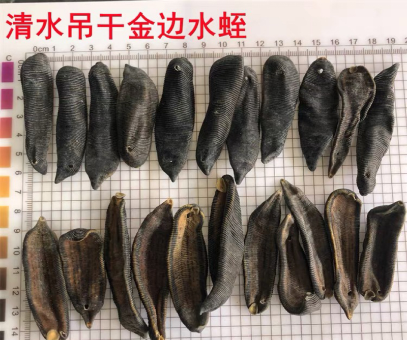 水蛭正品清水水蛭宽体金线干货水蛭清水吊杆无矾无盐