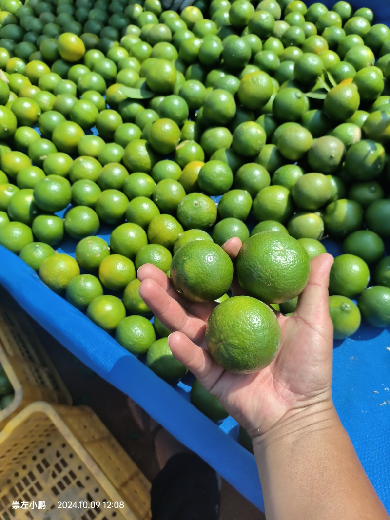 皇帝柑团购优选电商果40起果面干净