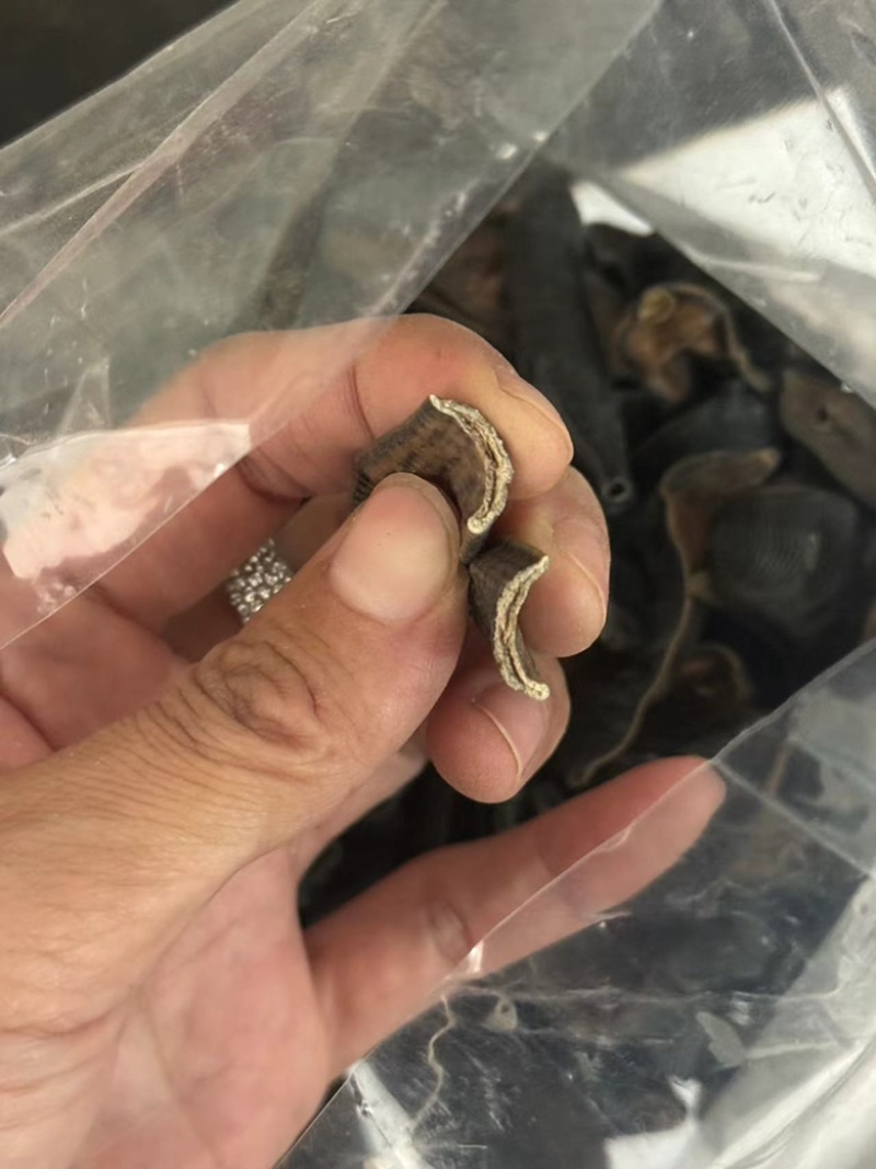 水蛭正品清水水蛭宽体金线干货水蛭清水吊杆无矾无盐