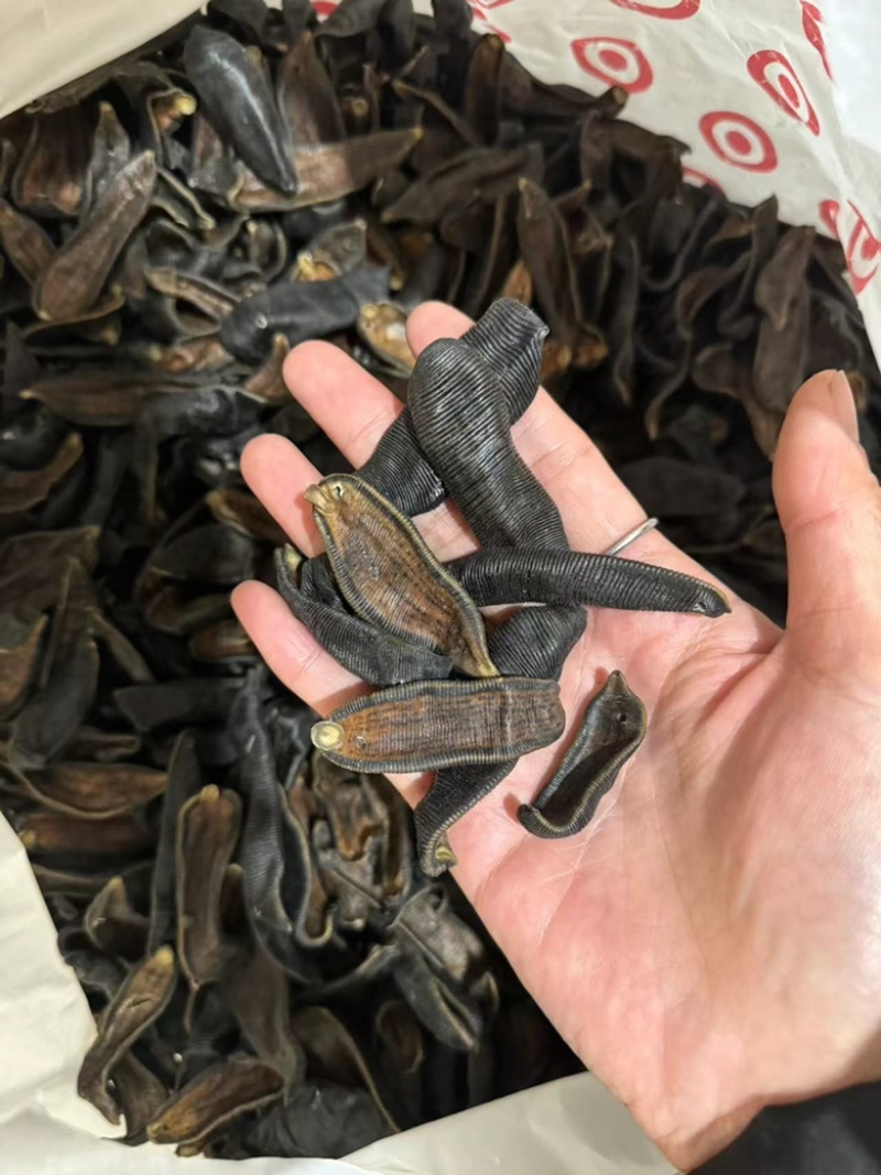 水蛭正品清水水蛭宽体金线干货水蛭清水吊杆无矾无盐