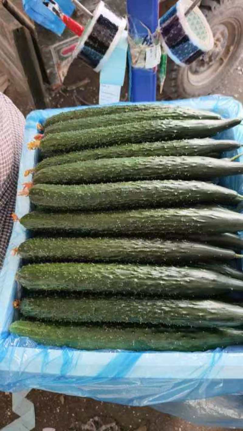 黄瓜，密刺黄瓜顶花带刺，青瓤绿肉，对接电商，销售各大市场