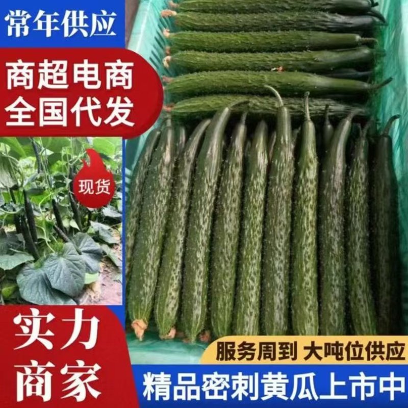 黄瓜，密刺黄瓜顶花带刺，青瓤绿肉，对接电商，销售各大市场