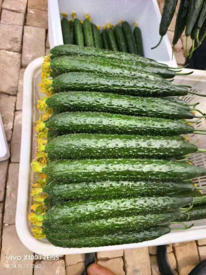 黄瓜，密刺黄瓜顶花带刺，青瓤绿肉，对接电商，销售各大市场