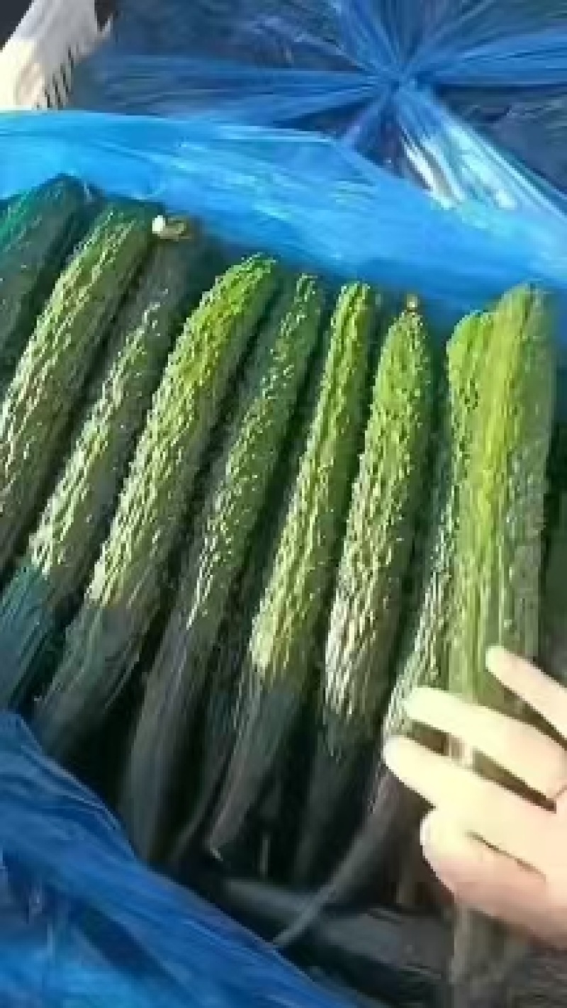 黄瓜，密刺黄瓜顶花带刺，青瓤绿肉，对接电商，销售各大市场