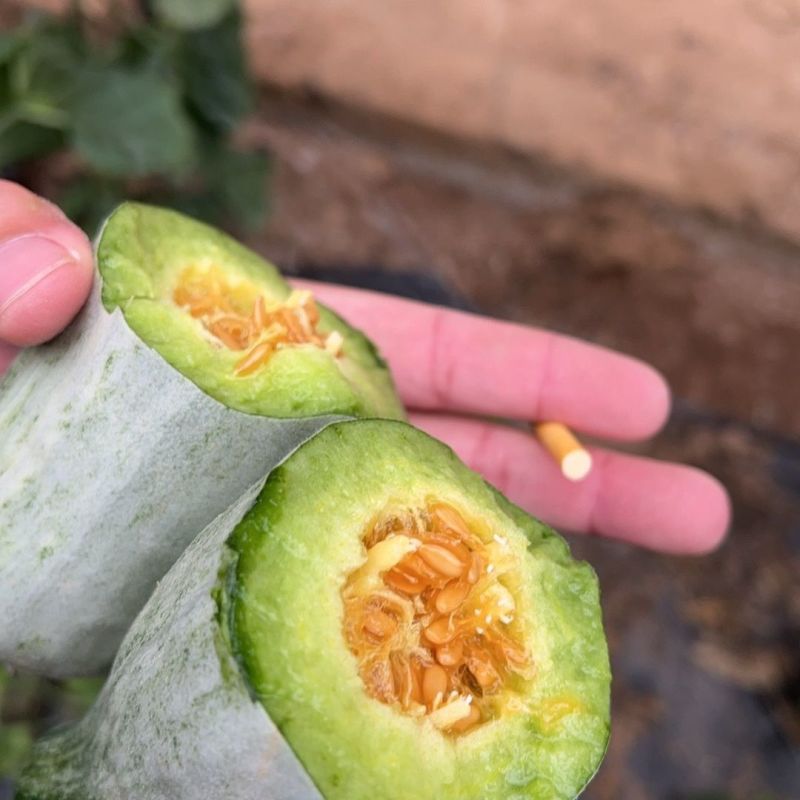 精品羊角蜜电商货产地直发量大从优可视频看货