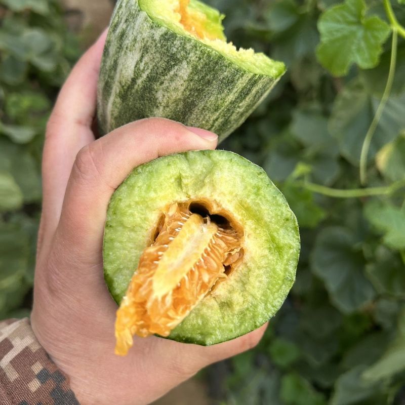 精品羊角蜜电商货产地直发量大从优可视频看货