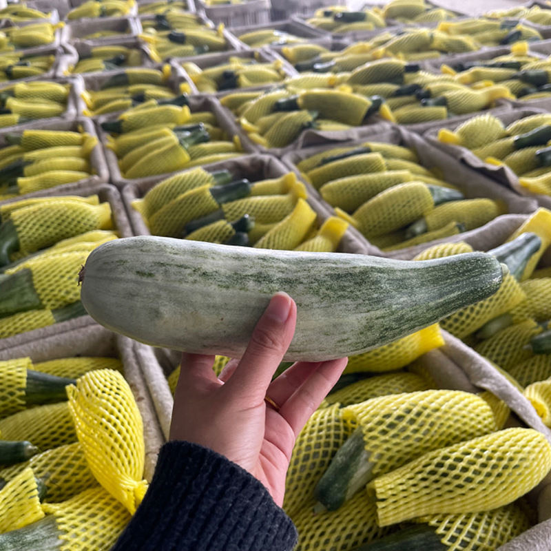 精品羊角蜜电商货产地直发量大从优可视频看货