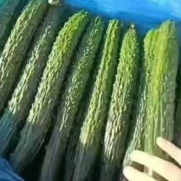 密刺青瓤黄瓜产地，货源充足，供货量大，保质保量，诚信经营