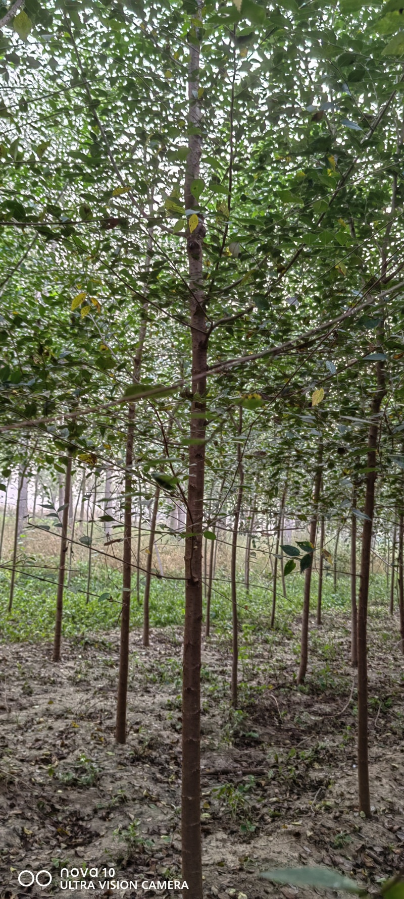 榆树河北白榆河北榆树平头榆树3-5公分白榆120000棵