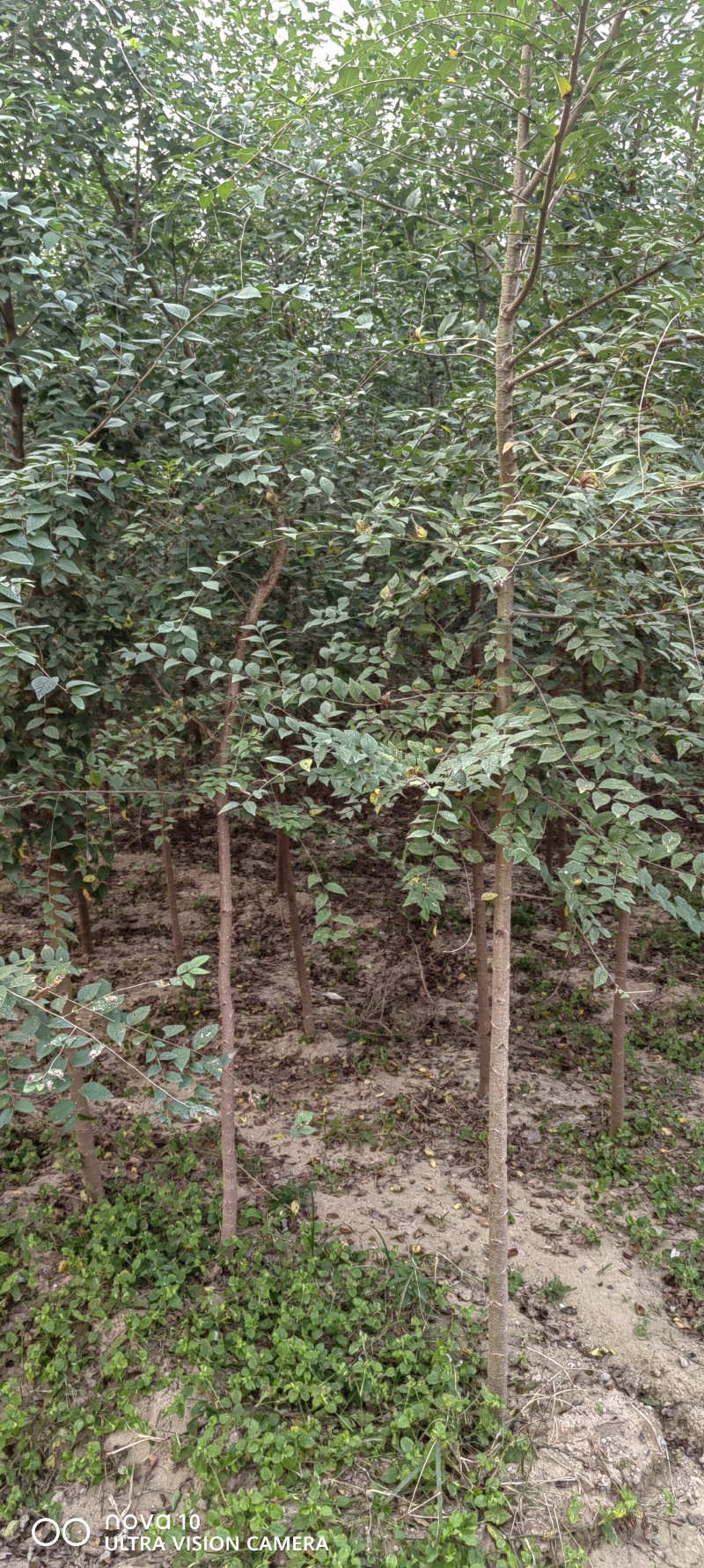 榆树河北白榆河北榆树平头榆树3-5公分白榆120000棵