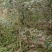 榆树河北白榆河北榆树平头榆树3-5公分白榆120000棵