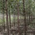 榆树河北白榆河北榆树平头榆树3-5公分白榆120000棵
