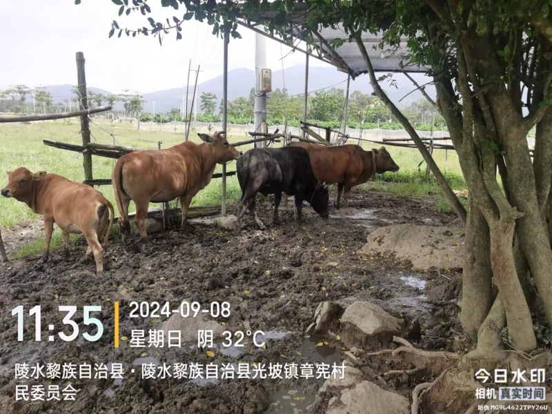 牛，联系电话***********