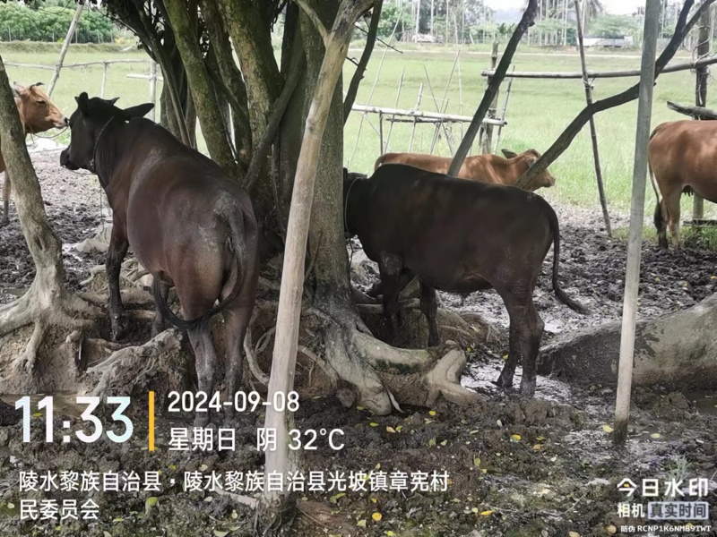 牛，联系电话***********