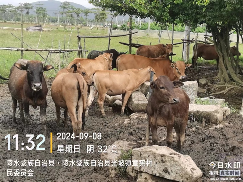 牛，联系电话***********