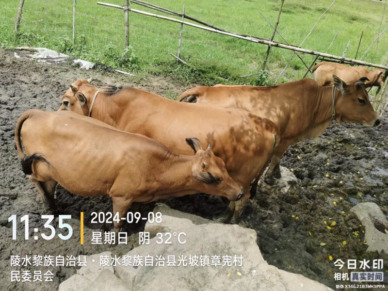 牛，联系电话***********