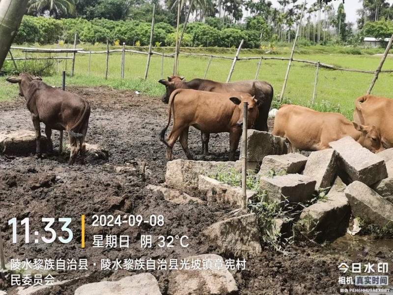 牛，联系电话***********