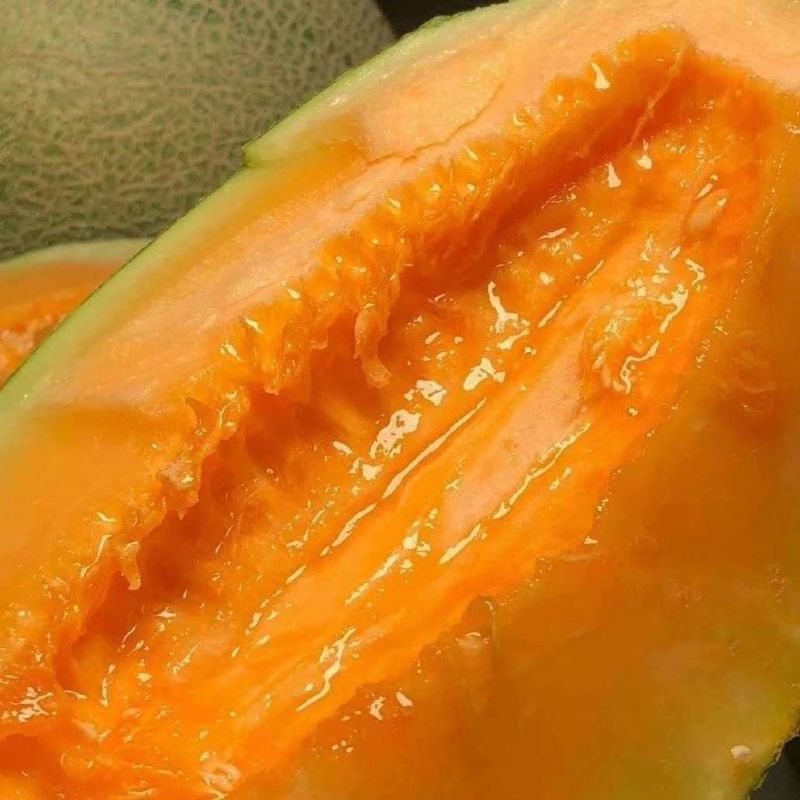 山东哈密瓜，对接电商、社区团购等，品质保证，量大从优