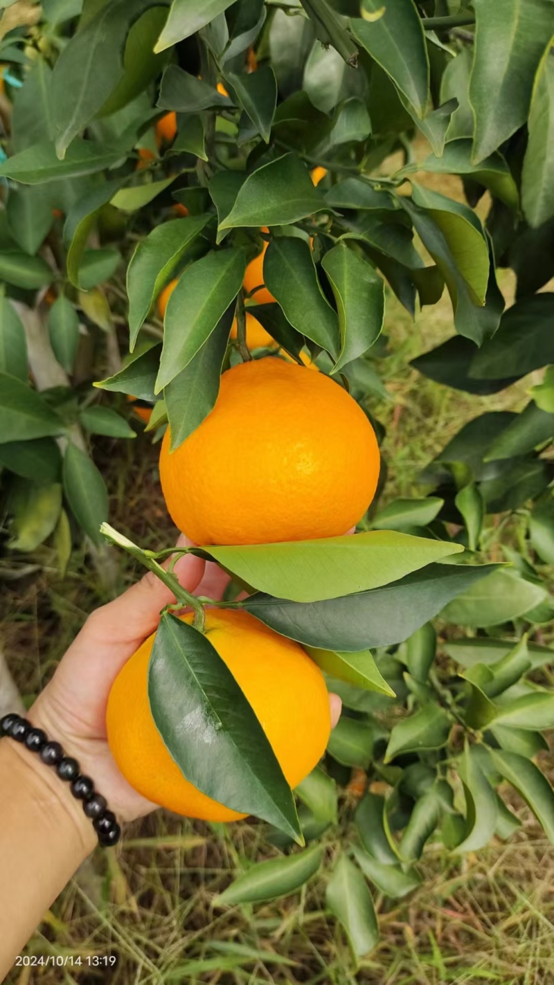 爱媛38