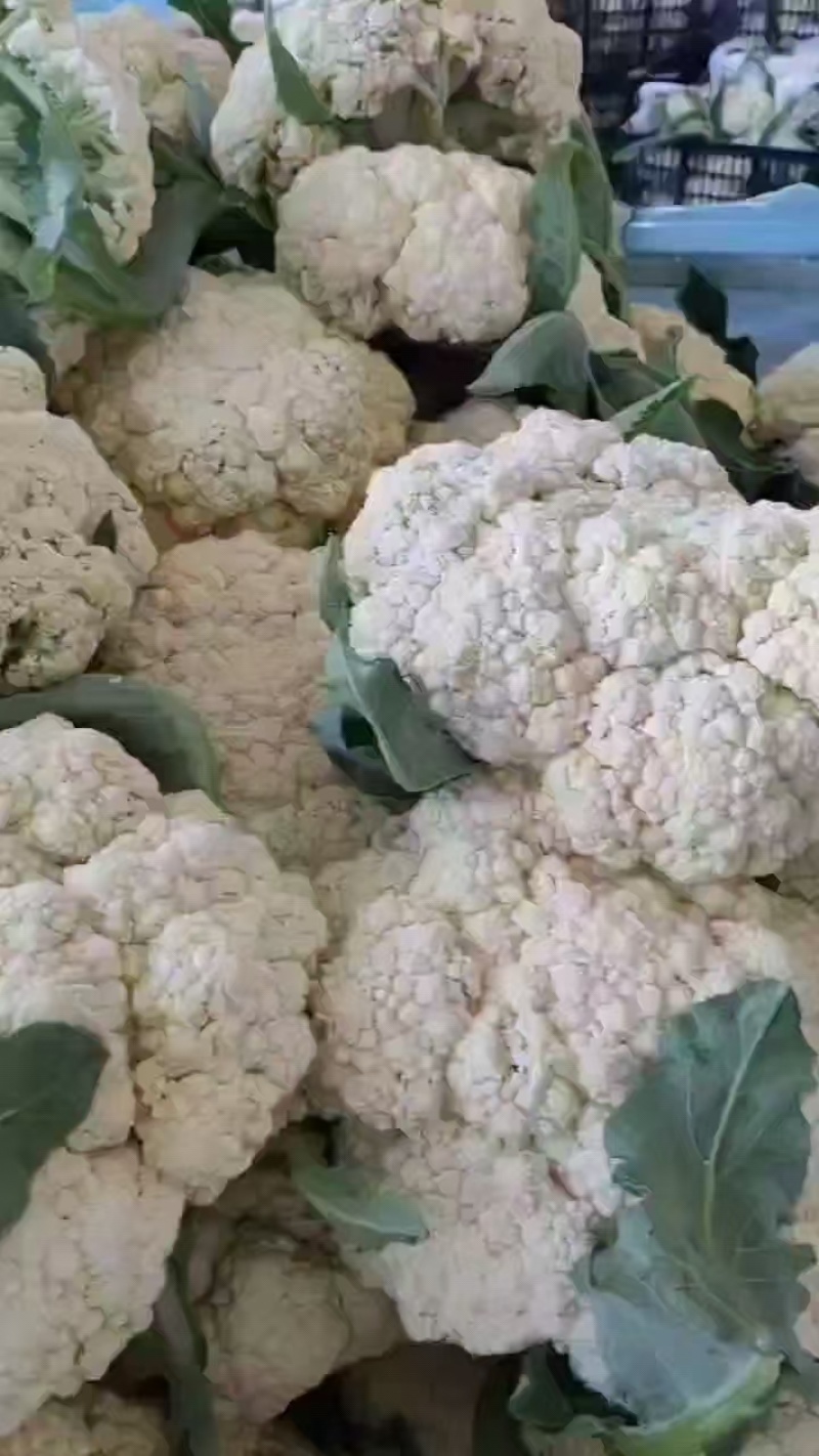 花菜，小米松花菜产地，货源充足，保质保量，一条龙服务