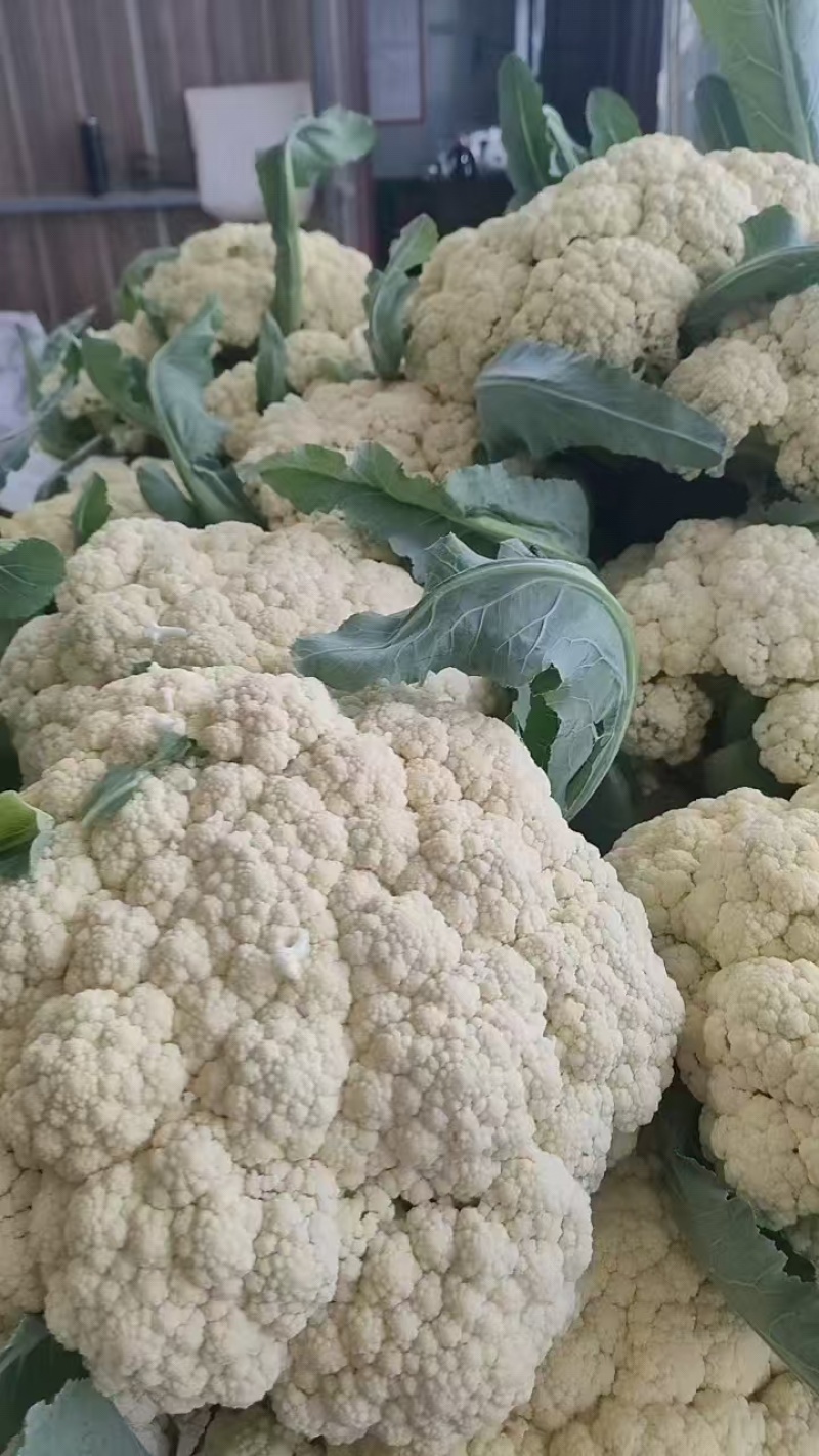 花菜，小米松花菜产地，货源充足，保质保量，一条龙服务