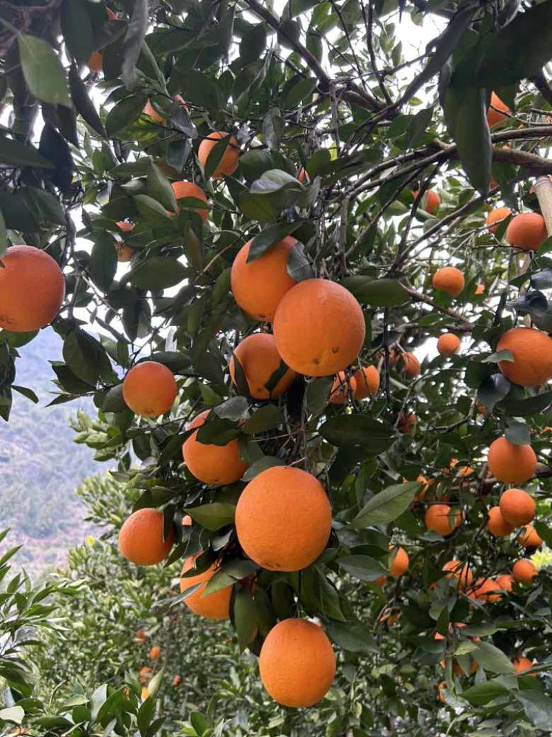 【柑桔】质量有保证，量大从优，欢迎老板前来选购