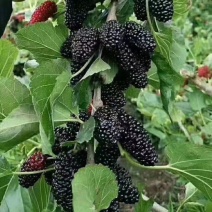 广东桑椹果