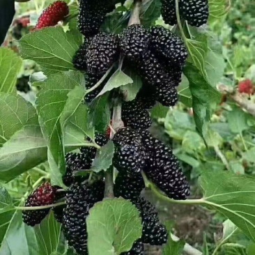 广东桑椹果