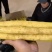 小白嘴白山药，铁棍山药对接全国量大从优河北山药价格美丽
