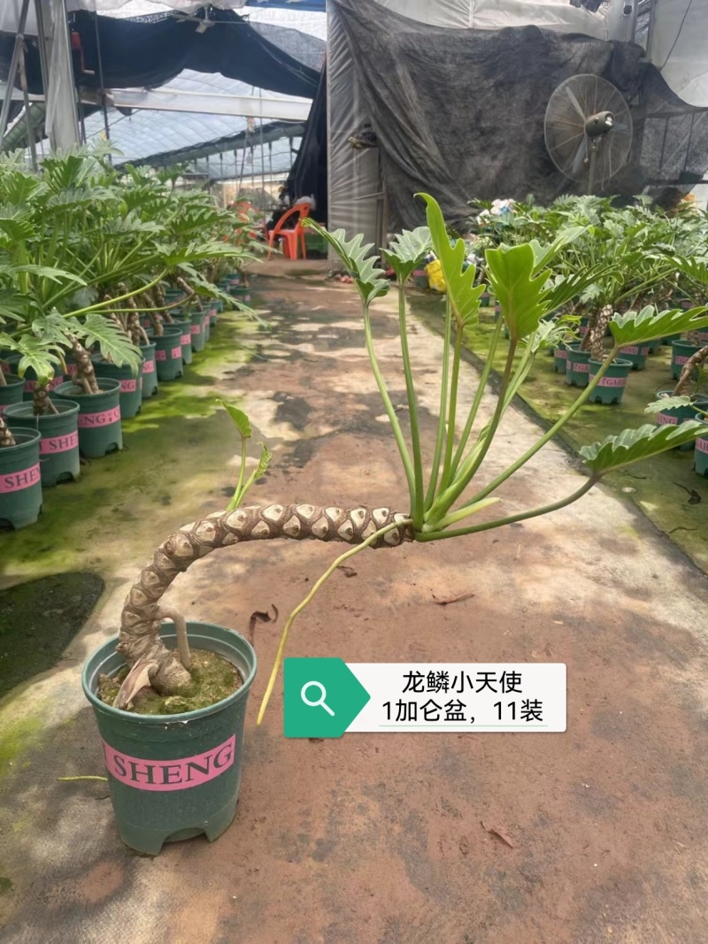 龙鳞小天使基地大量供应加仑盆纸箱包装