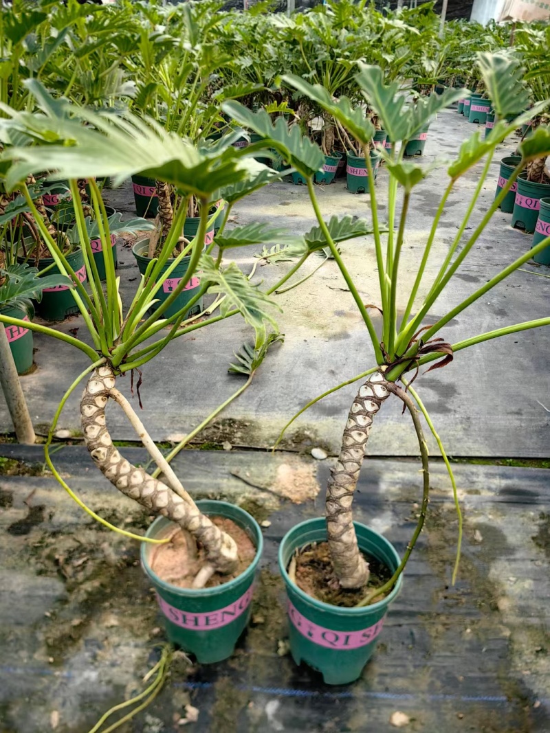 龙鳞小天使基地大量供应加仑盆纸箱包装