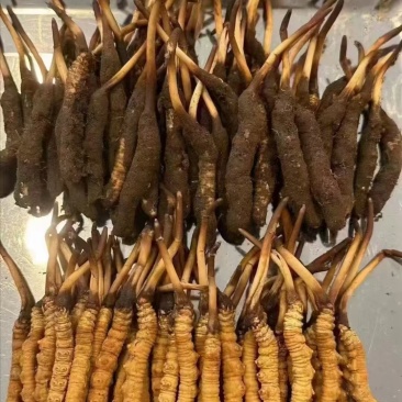 优选藏区高海拔【纯野生冬虫夏草质量保障规格齐全价格美丽