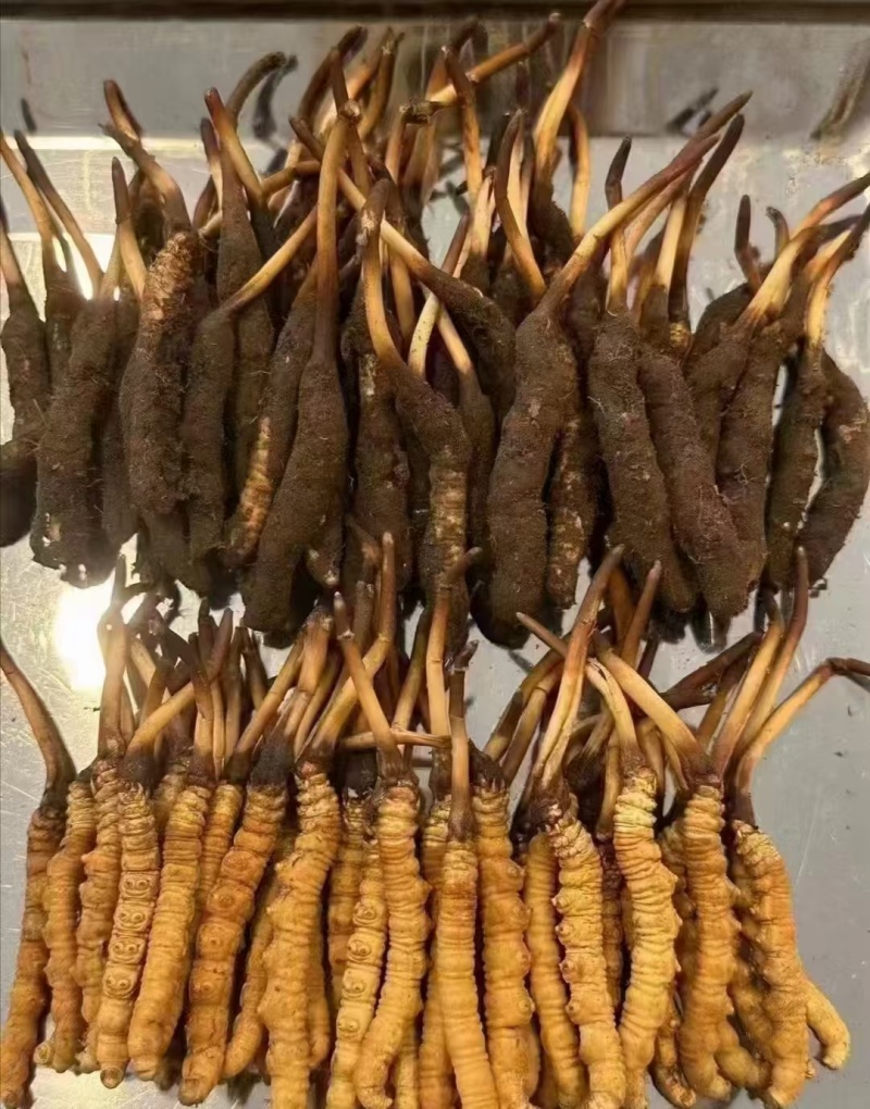 优选藏区高海拔【纯野生冬虫夏草质量保障规格齐全价格美丽