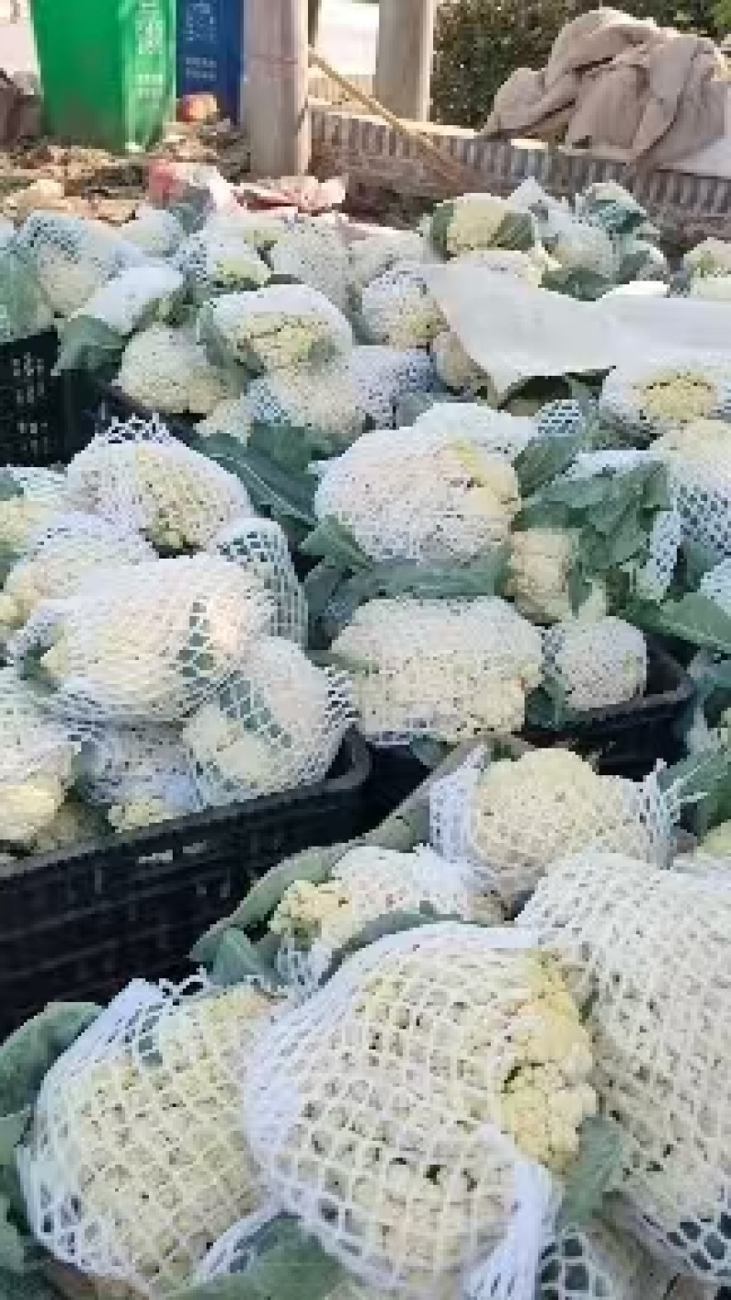 花菜，青梗白面小密松花菜产地直供电商，保质保量，货源充足