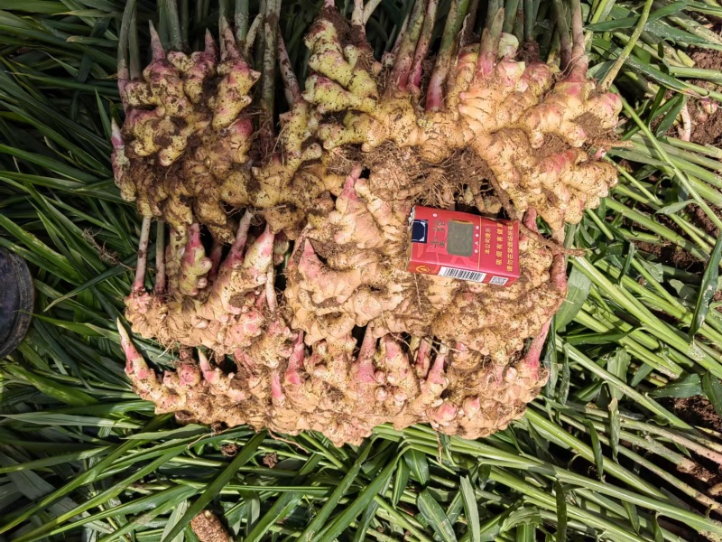 云南小黄姜二号库大量订购贵州二号湖南二号