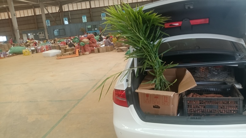 云南小黄姜二号库大量订购贵州二号湖南二号