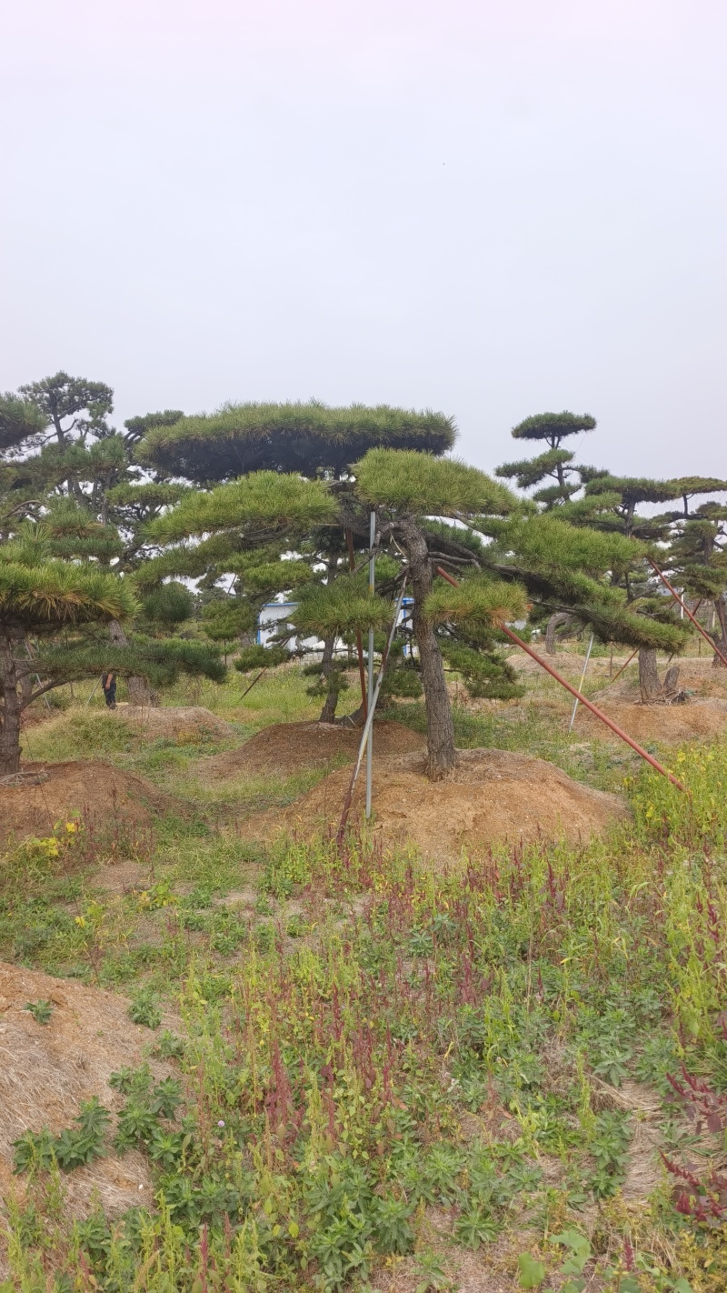 【优质】造型油松黑松，庭院景观松，迎客松平顶松基地直发