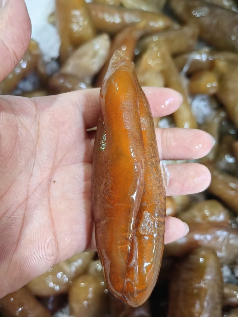 大乌参500克装，工厂直发，欢迎咨询！