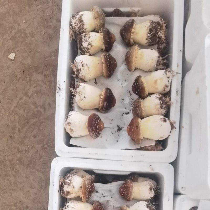 赤松茸大球盖鲜品