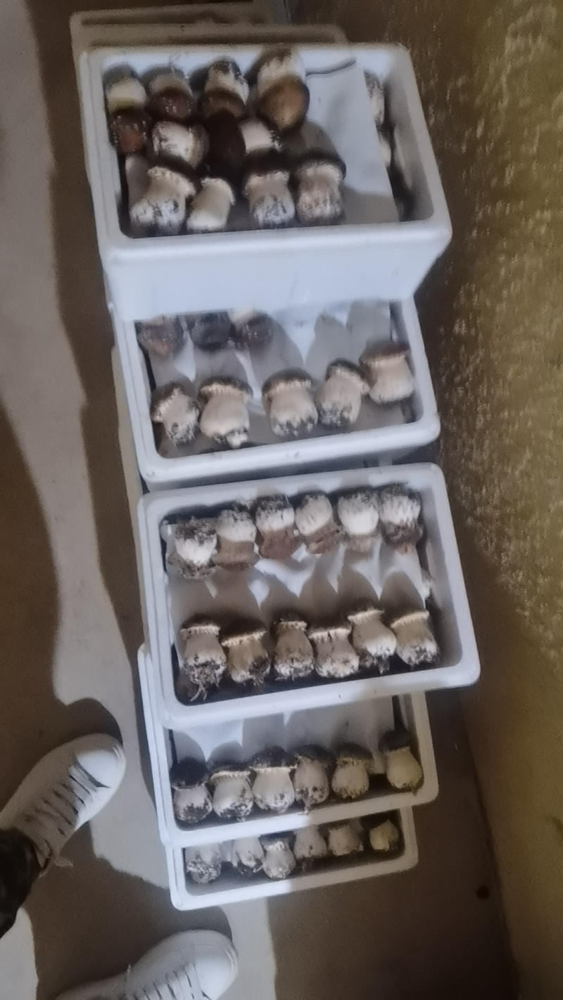 赤松茸大球盖鲜品