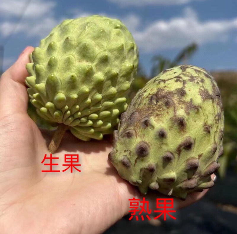 一件代发货/批发云南凤梨释迦果精选老树大果口感绵密香甜