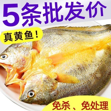【已去内脏】开背黄花鱼黄鱼鲞国产新鲜冷冻宁德大黄鱼海鲜活